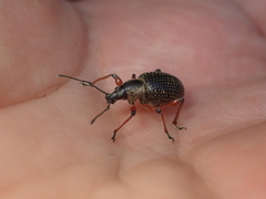 Otiorhynchus coecus