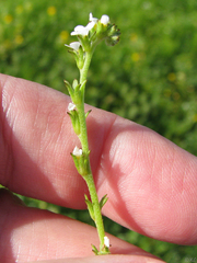 Plagiobothrys stipitatus micranthus