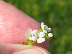 Plagiobothrys stipitatus micranthus