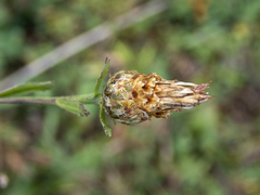 Centaurea × moncktonii