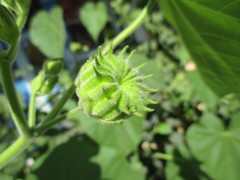 Abutilon theophrasti