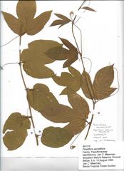 Passiflora serratifolia