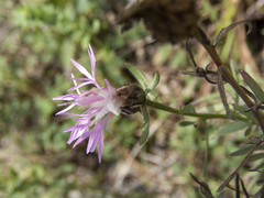 Centaurea × moncktonii