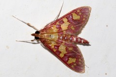 Stenochora lancinalis