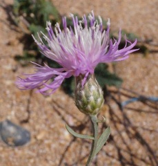 Centaurea odessana