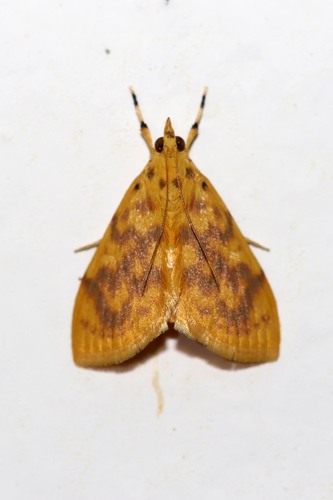 Hyalobathra brevialis (Walker, 1859)