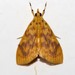 Pioneabathra olesialis - Photo (c) Martin Grimm,  זכויות יוצרים חלקיות (CC BY-NC), הועלה על ידי Martin Grimm