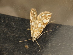 Elophila nymphaeata