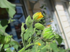 Abutilon theophrasti