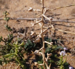 Cakile maritima euxina