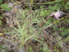 Centaurea × moncktonii