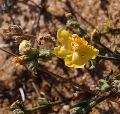 Verbascum pinnatifidum