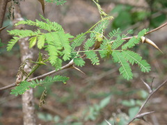 Vachellia collinsii