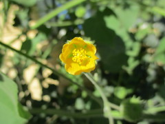 Abutilon theophrasti