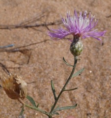 Centaurea odessana