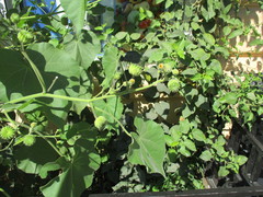 Abutilon theophrasti