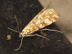 Elophila nymphaeata