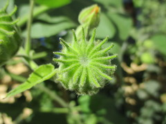 Abutilon theophrasti