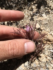 Cordylanthus kingii helleri