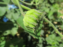 Abutilon theophrasti