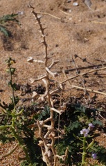 Cakile maritima euxina