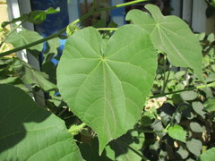 Abutilon theophrasti