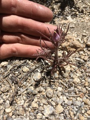 Cordylanthus kingii helleri