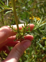 Rhopalomyia tanaceticola