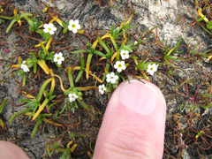 Plagiobothrys humistratus