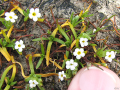 Plagiobothrys humistratus