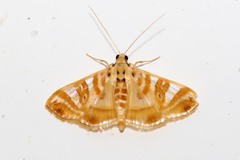 Glyphodes aniferalis