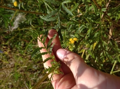 Rhopalomyia tanaceticola