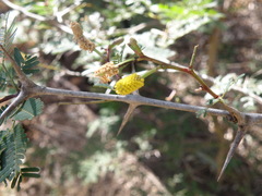 Vachellia collinsii