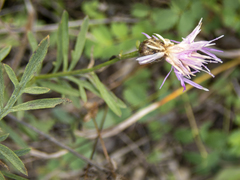 Centaurea × moncktonii