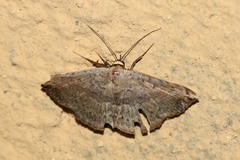 Maxera brachypecten