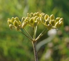 Pastinaca sativa