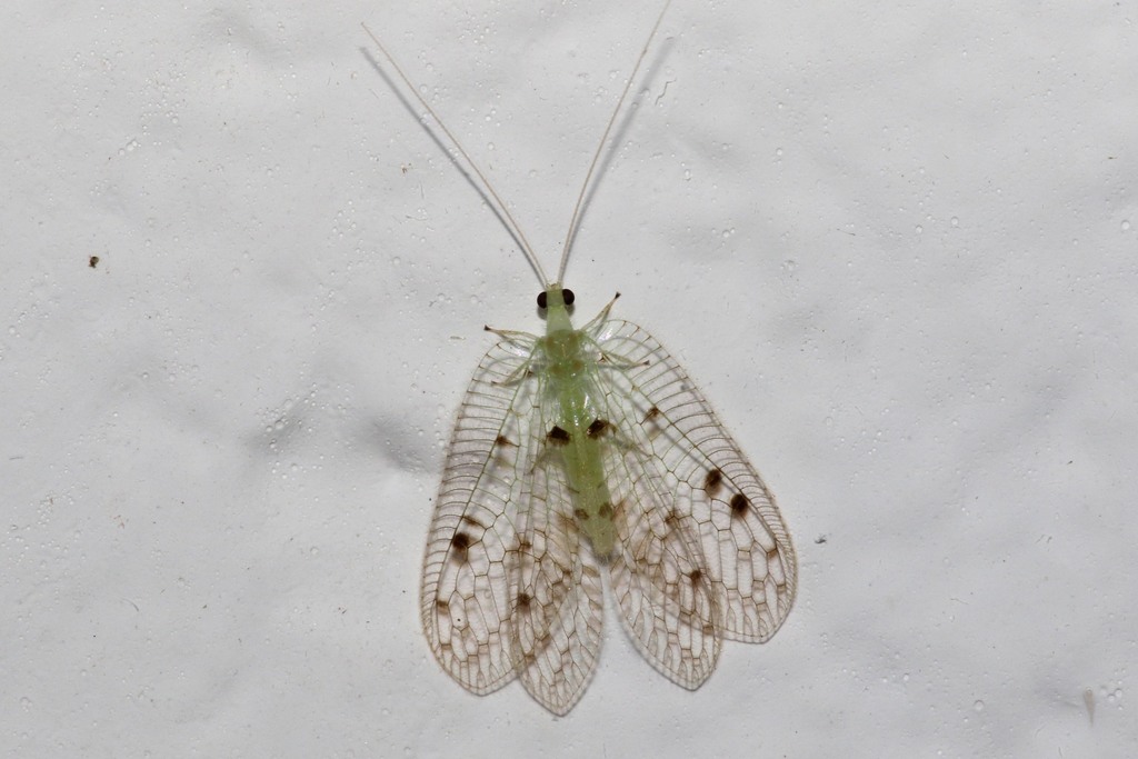 Ankylopteryx venusta