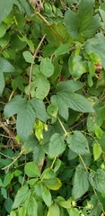 Humulus lupulus pubescens