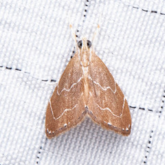 Glaphyria peremptalis