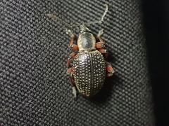 Otiorhynchus coecus