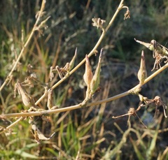 Lactuca serriola