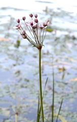 Butomus umbellatus