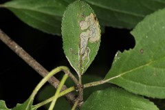 Stigmella rhamnicola