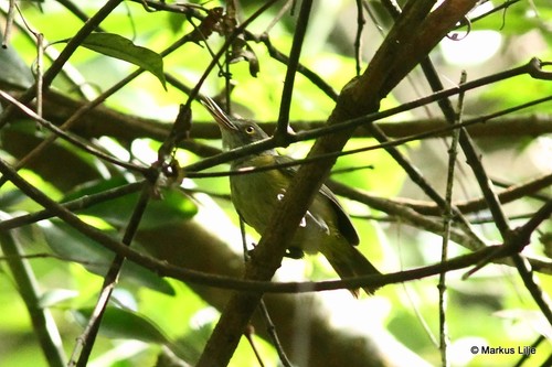 iNaturalist image