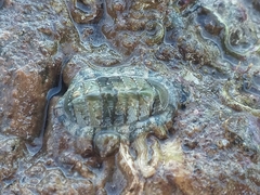 Rhyssoplax olivacea