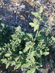 Chenopodium album
