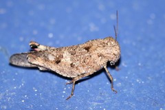 Humbe tenuicornis