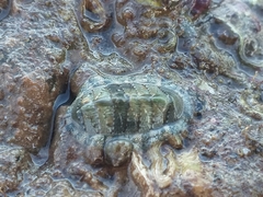 Rhyssoplax olivacea