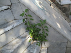 Acalypha australis
