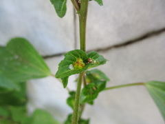 Acalypha australis